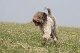 LAGOTTO 090
